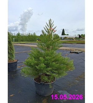 Sequoiadendron giganteum C 90 L